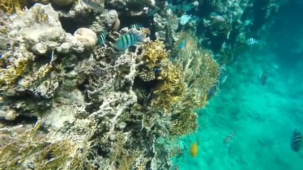 Renkli balık mercan arasında yüzmek — Stok video
