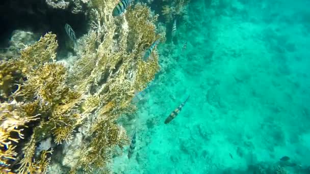 Färgglada fiskar simma bland coral — Stockvideo