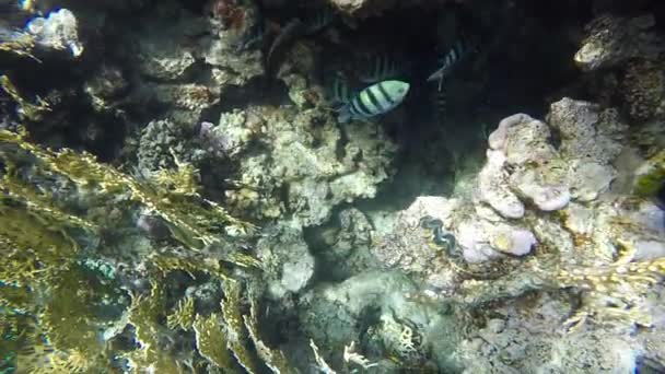 赤い海の動植物。魚やサンゴ、巨大なハマグリ — ストック動画