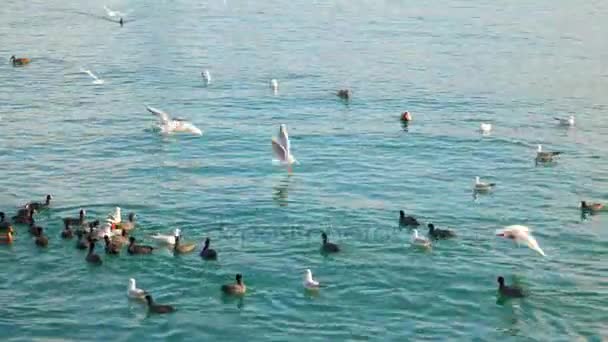 海鸥在水中，为食物而战 — 图库视频影像