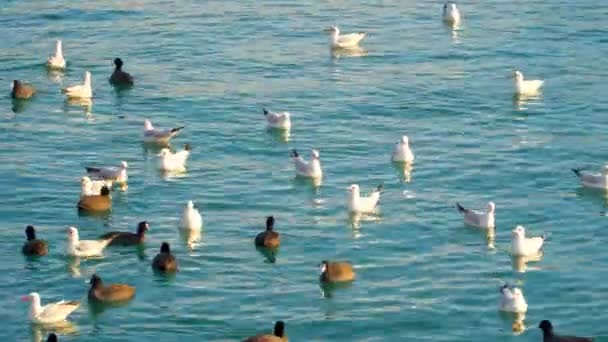 Aves marinas flotando en el mar — Vídeo de stock