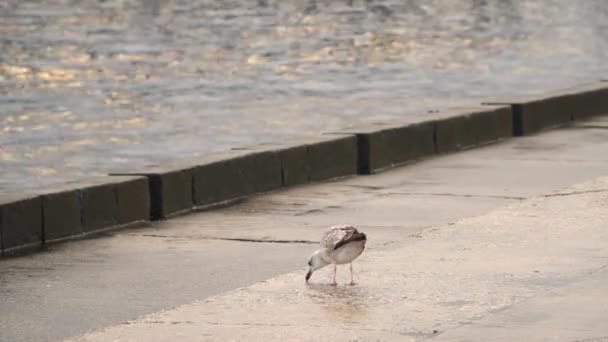 Gaivota no aterro de concreto — Vídeo de Stock