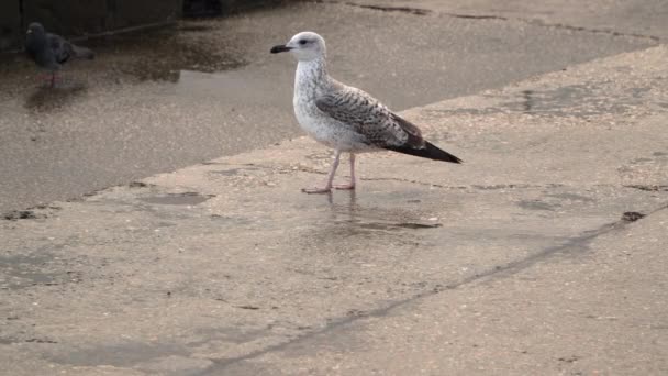 在湿的混凝土路堤上海鸥 — 图库视频影像