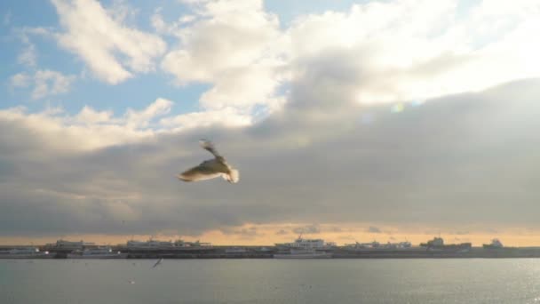 Gaviotas sobre la marcha agarrar comida — Vídeo de stock