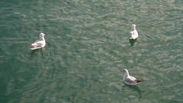 Чайки плавають у морі. Одна чайка злітає — стокове відео