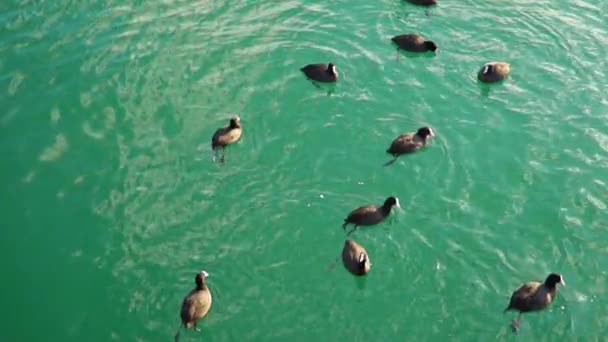 海鳥が海で泳ぐ — ストック動画