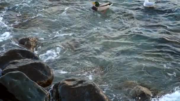 Agujero de marea. Puedes ver patos salvajes. — Vídeos de Stock