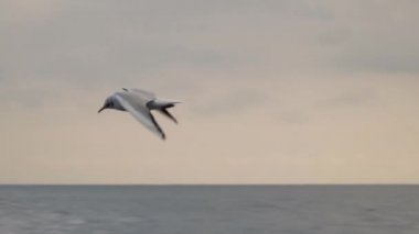 Martı denizin uçuyor