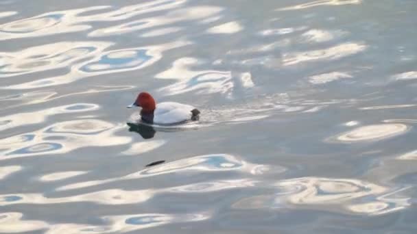 Pato flotando en el mar — Vídeos de Stock