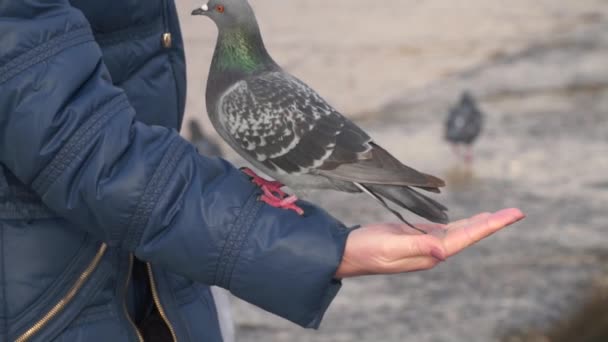 The hand of a woman on which a pigeon walks — Stock Video