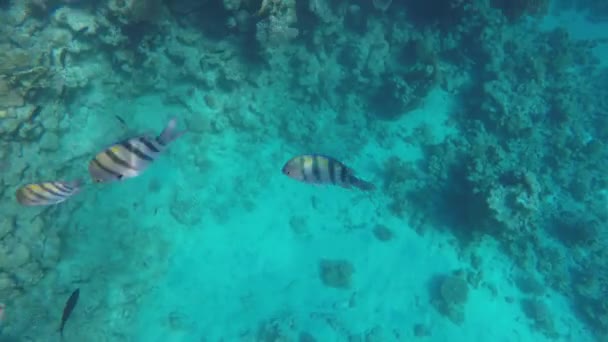 Abudefduf swims near coral Red Sea — Stock Video