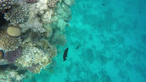 红海。在珊瑚礁中的五彩鱼儿游 — 图库视频影像