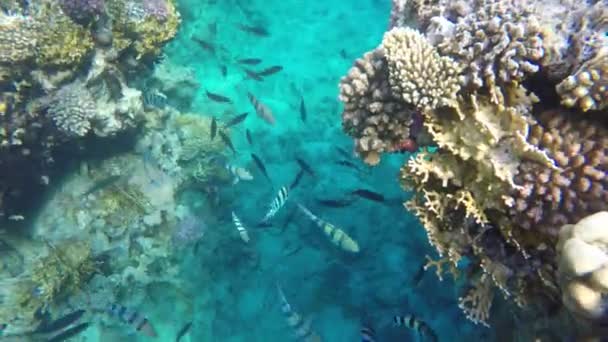 Veelkleurige vissen zwemmen onder koraalriffen — Stockvideo