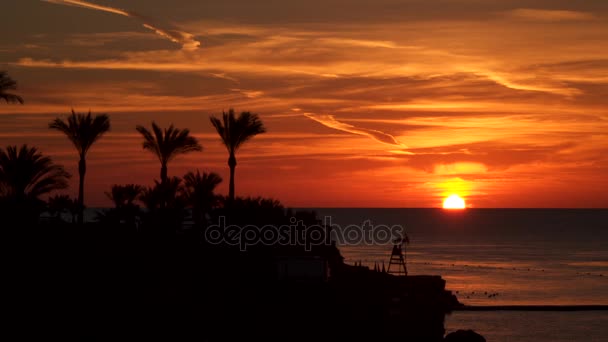 Sonnenaufgang über dem Meer. Silhouetten von Palmen an der Küste — Stockvideo