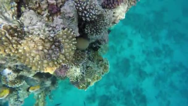 Flora och fauna av korallrev. Röda havet — Stockvideo