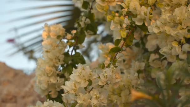Am frühen Morgen. weiße Blumen auf einem Strauch — Stockvideo
