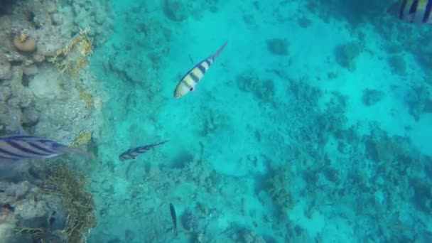 澄んだ水の中の魚をフローティングします。赤い海 — ストック動画