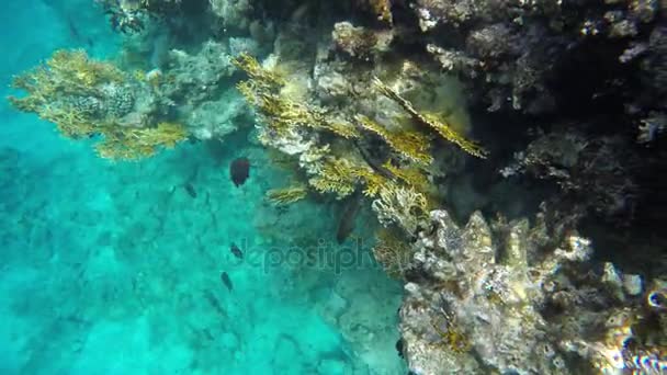 魚が泳ぐサンゴ礁の近く — ストック動画