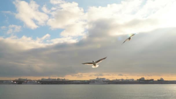 Las gaviotas vuelan contra el cielo con nubes — Vídeos de Stock