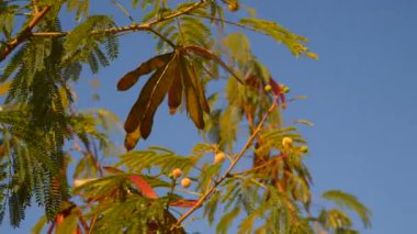 Akasya dalı ile tohum bir mavi gökyüzü arka plan