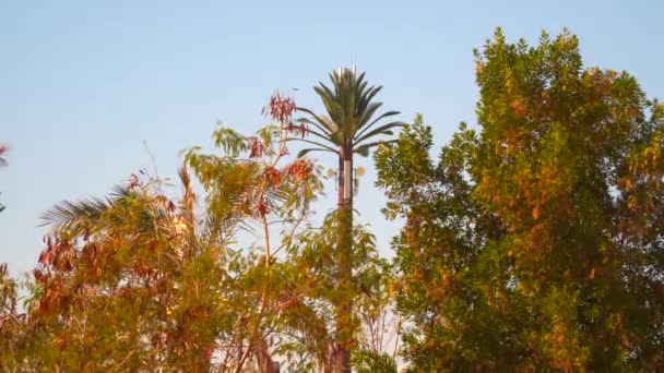 Una antena de comunicación móvil en forma de palmera . — Vídeos de Stock