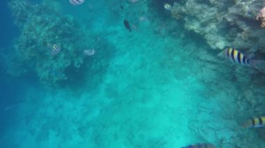 Temiz su kamera önünde bir sürü balık yüzer