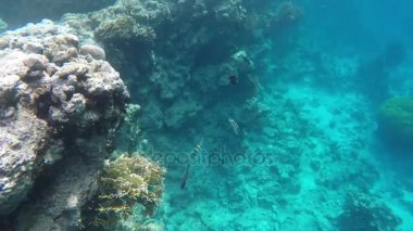 Balık sürüsü resif yüzüyor