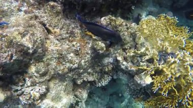 Dev istiridye balık cerrah yüzüyor