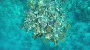 Bir mercan kayalığı üzerinde yüzen balık