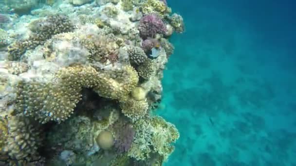 Corais e peixes nos recifes — Vídeo de Stock