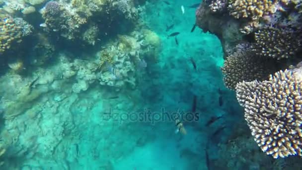 Fische schwimmen zwischen Riffen — Stockvideo