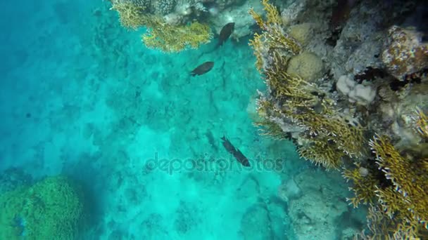 Una bandada de peces nada cerca del arrecife en busca de alimento — Vídeos de Stock