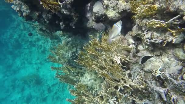 Různé druhy ryb plavat mezi korály — Stock video