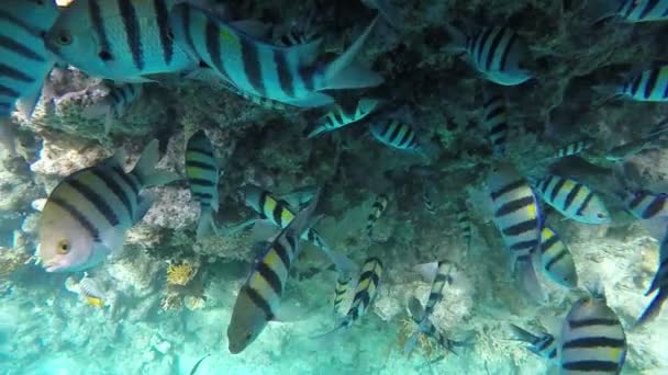 Una bandada de peces de coral — Vídeo de stock