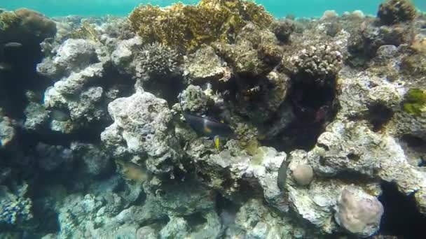 Balık cerrah mercanlar arasında yüzer — Stok video