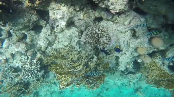 Ryby plavat mezi korály na útesu — Stock video