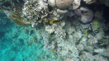 Butterflyfish ve diğer balık yüzmek resif yakın: