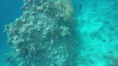 Kızıl denizdeki mercan kayalıkları