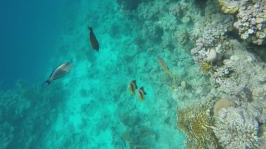 Çok renkli balık yüzmek resif yakınındaki