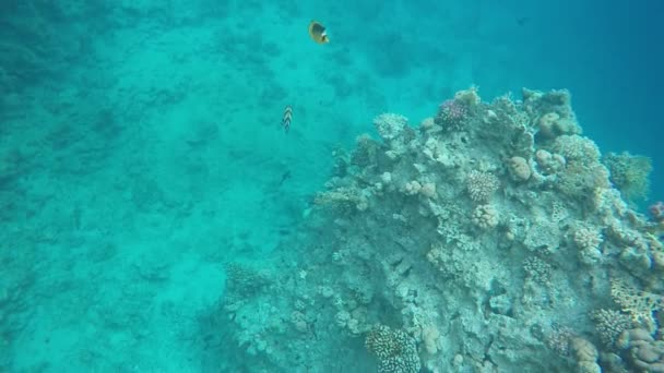 Flora e fauna de recifes de coral — Vídeo de Stock