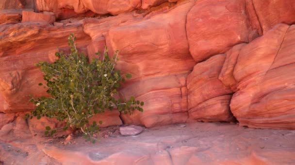 Una pianta nelle montagne desertiche del Color Canyon — Video Stock