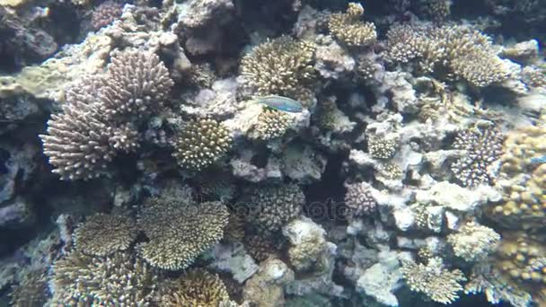 Multicolored fish in search of food among the corals on the reef — Stock Video