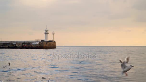 Γλάροι πετούν στο φόντο της ένα φάρο, το βράδυ — Αρχείο Βίντεο