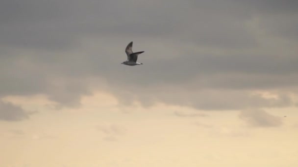 Uma gaivota está voando contra um fundo de nuvens escuras — Vídeo de Stock