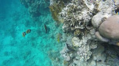 Mercan resifleri yakın balık yüzmek
