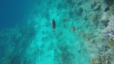 Cerrah balık Kızıldeniz