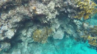 Mercan resifleri yakın balık yüzmek