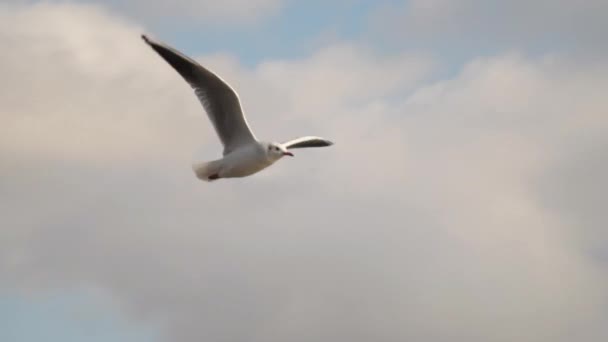 Una gaviota vuela sobre el fondo de las nubes — Vídeos de Stock