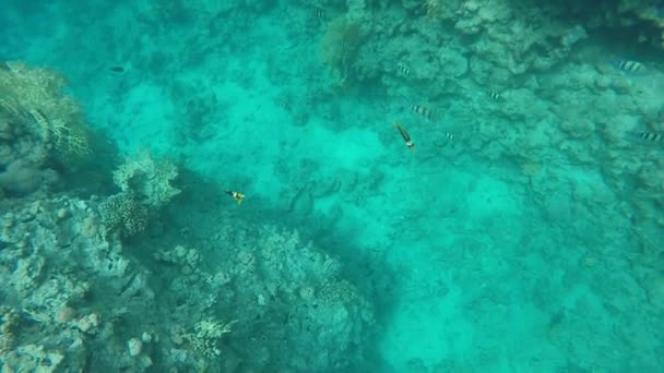 Peces de coral de cámara lenta — Vídeos de Stock