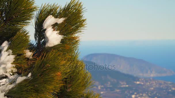 A branch of pine in the snow. In the background, Ayu-Dag mountain — Stock Video